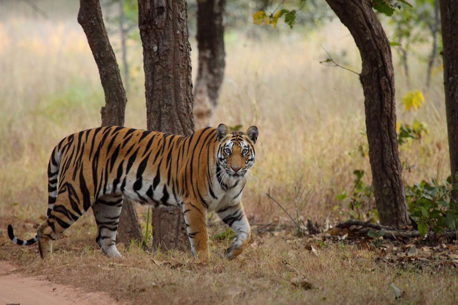Tiger in Bhandhavgarh